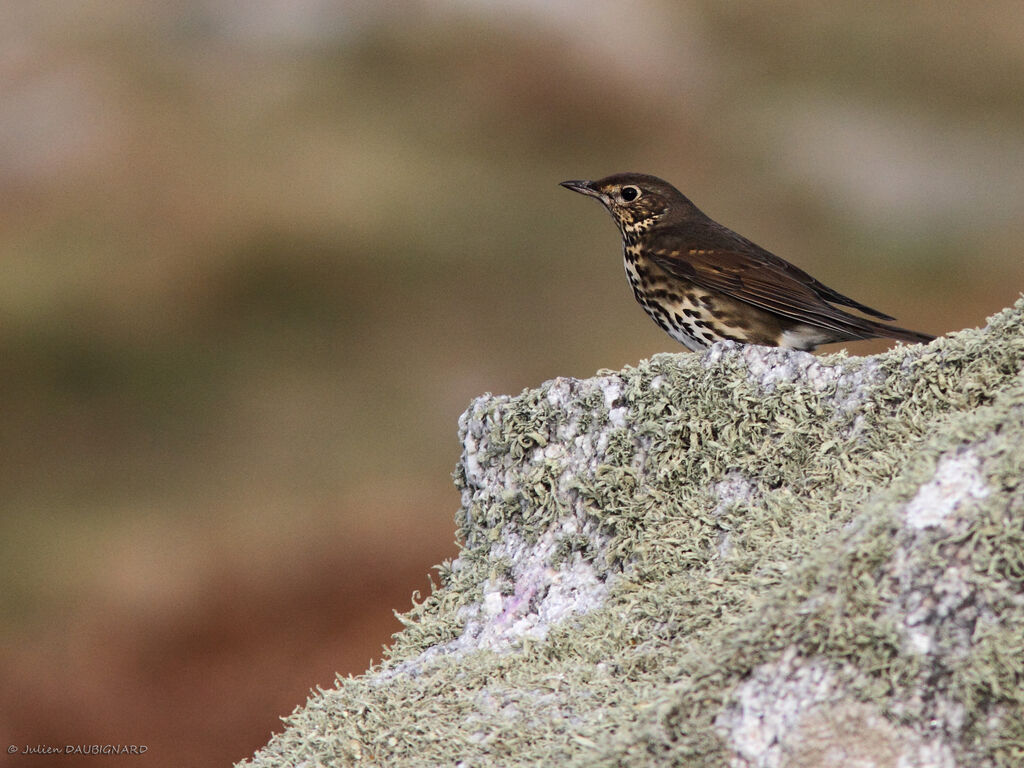 Song Thrush, identification