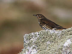 Song Thrush