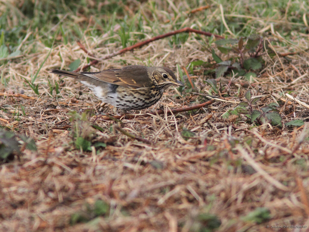 Song Thrush, identification