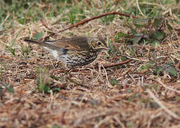 Song Thrush