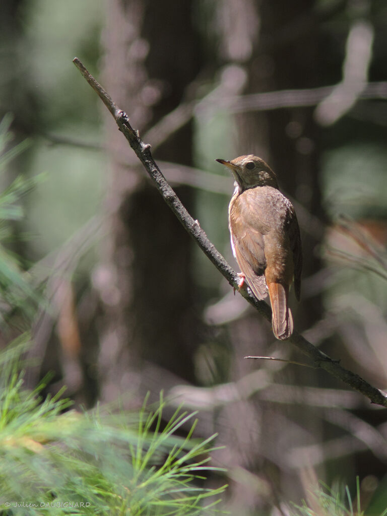 Grive solitaire, identification