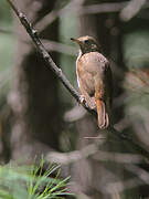 Hermit Thrush