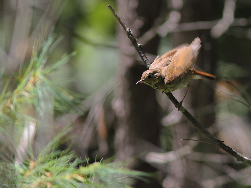 Hermit Thrush, identification