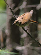 Hermit Thrush