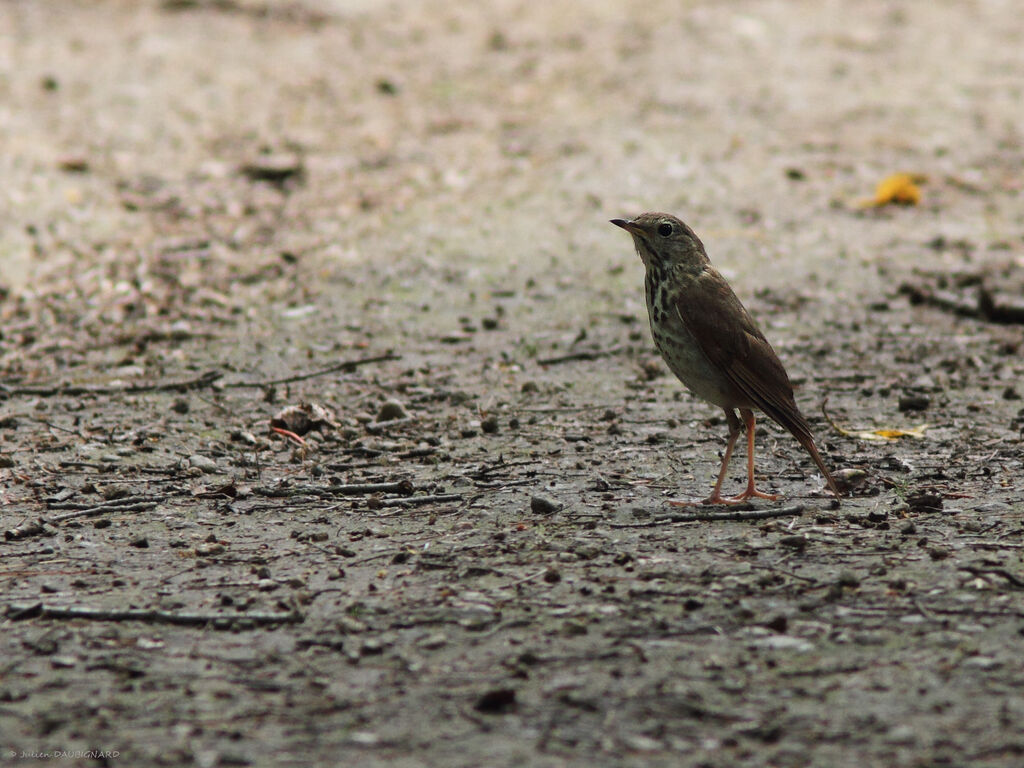 Grive solitaire, identification