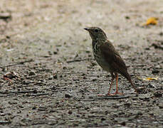 Hermit Thrush