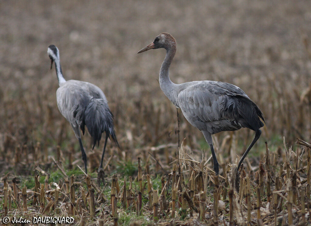 Grue cendréejuvénile, identification