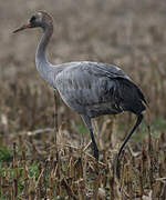 Common Crane