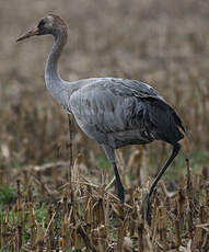 Grue cendrée