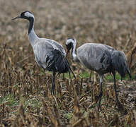 Common Crane