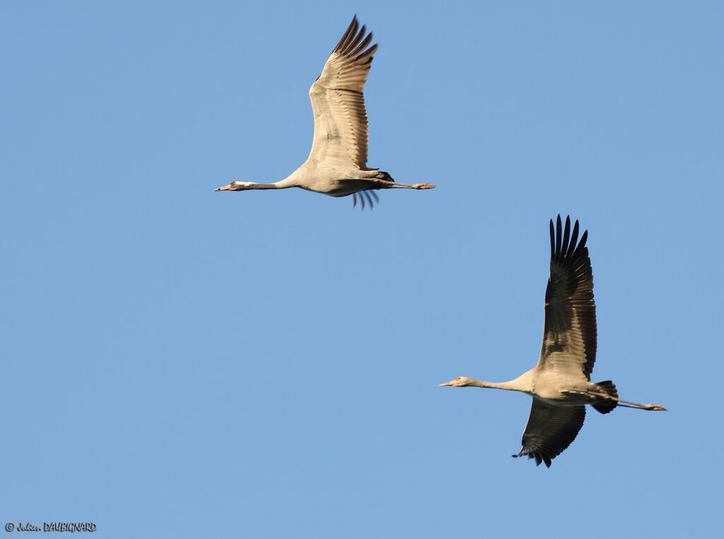 Common Crane, Flight