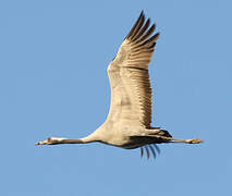 Common Crane