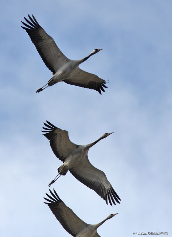 Common Crane, Flight