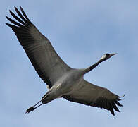 Common Crane