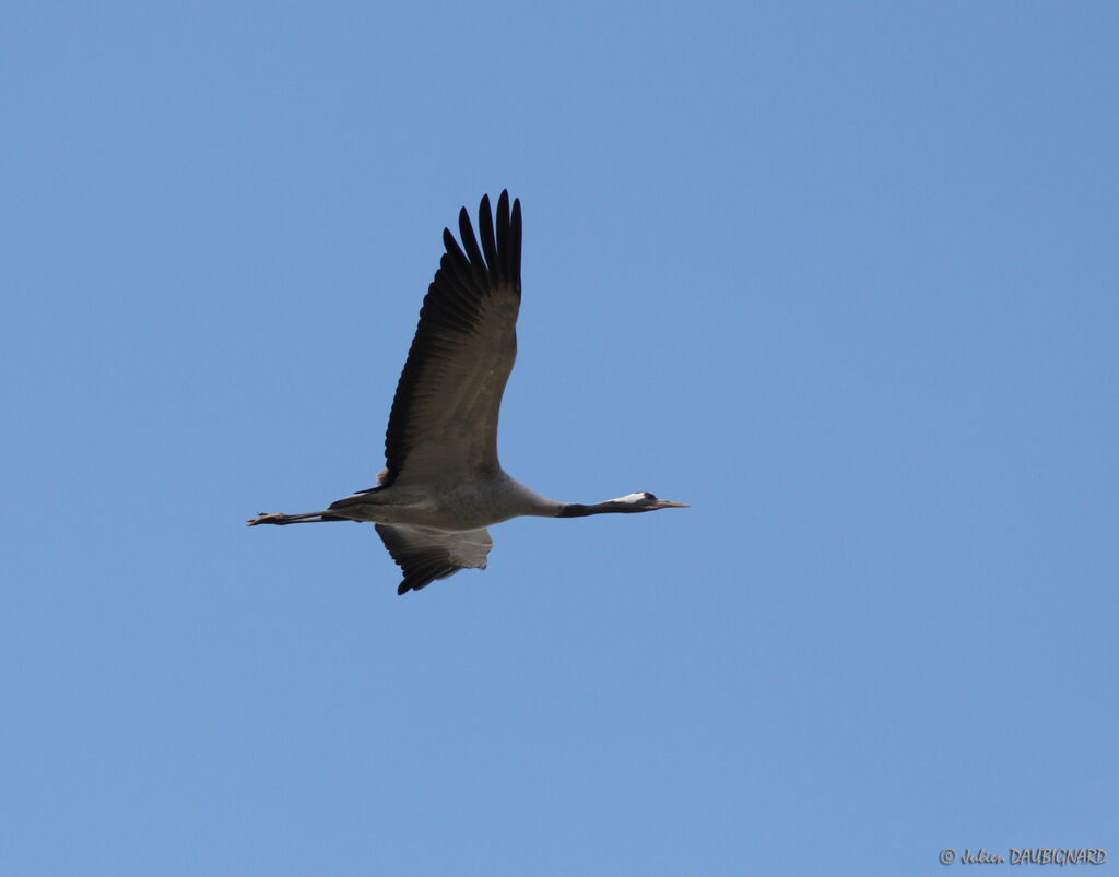 Common Crane, Flight