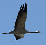 Common Crane