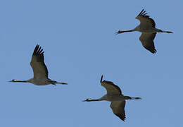 Common Crane