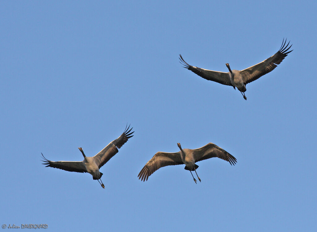 Common Crane, Flight