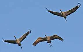 Common Crane