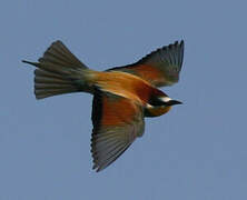 European Bee-eater