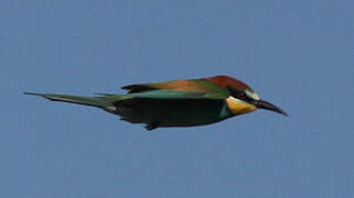 European Bee-eater