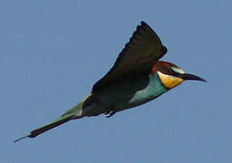 European Bee-eater