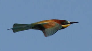 European Bee-eater