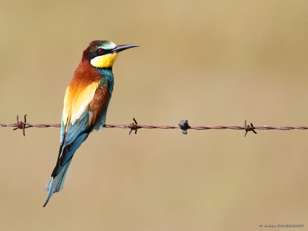 European Bee-eater, identification