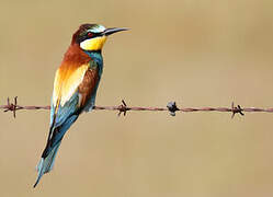 European Bee-eater