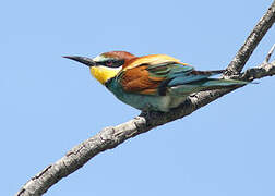 European Bee-eater