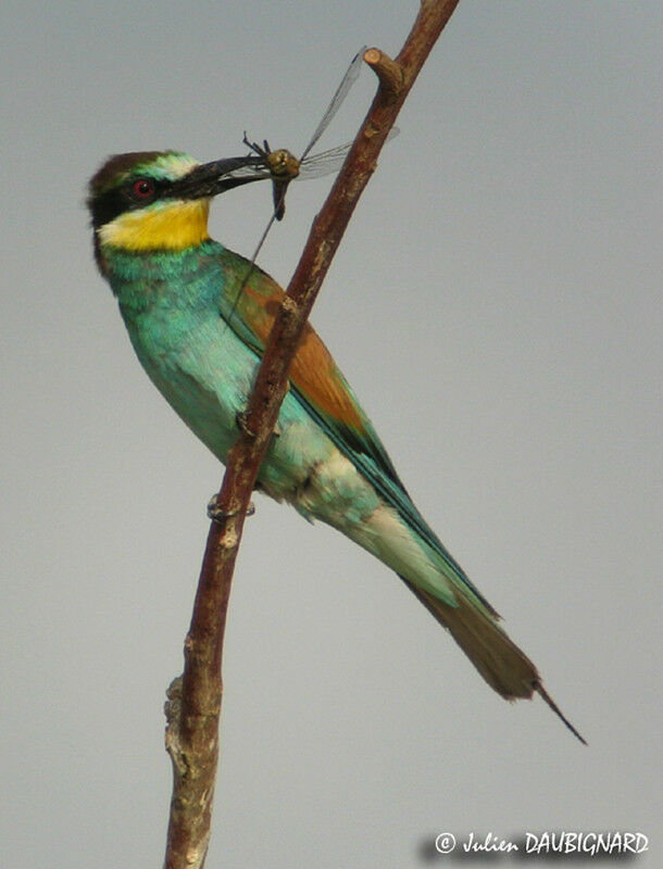 European Bee-eater