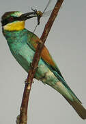 European Bee-eater