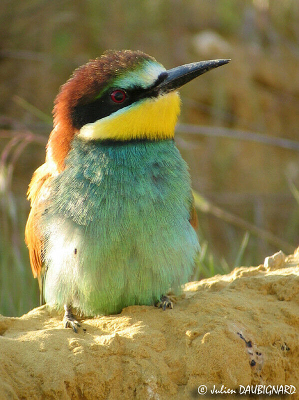 European Bee-eater