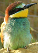 European Bee-eater