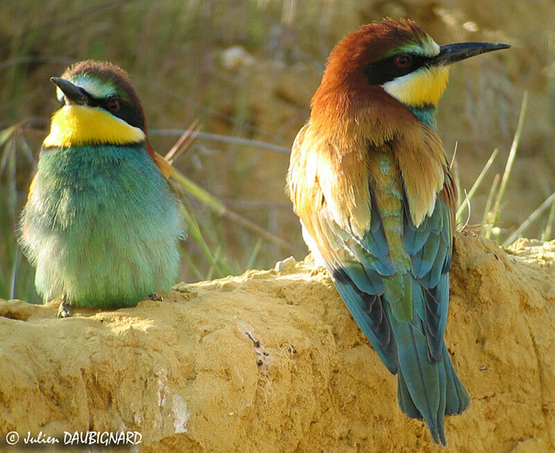 European Bee-eater