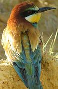 European Bee-eater