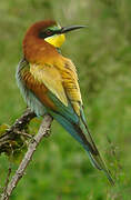 European Bee-eater