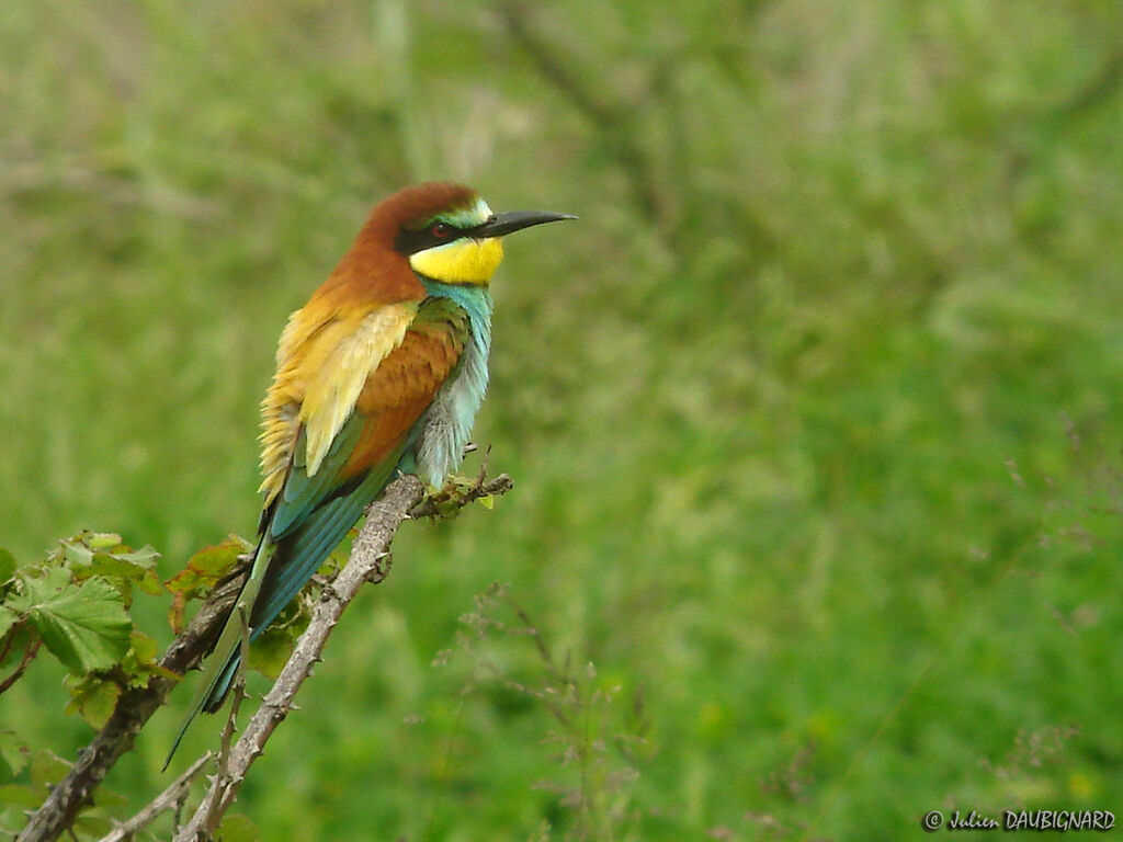 European Bee-eater, identification