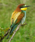 European Bee-eater