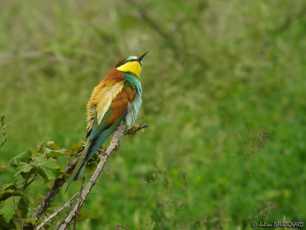 European Bee-eater, identification