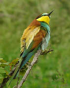 European Bee-eater