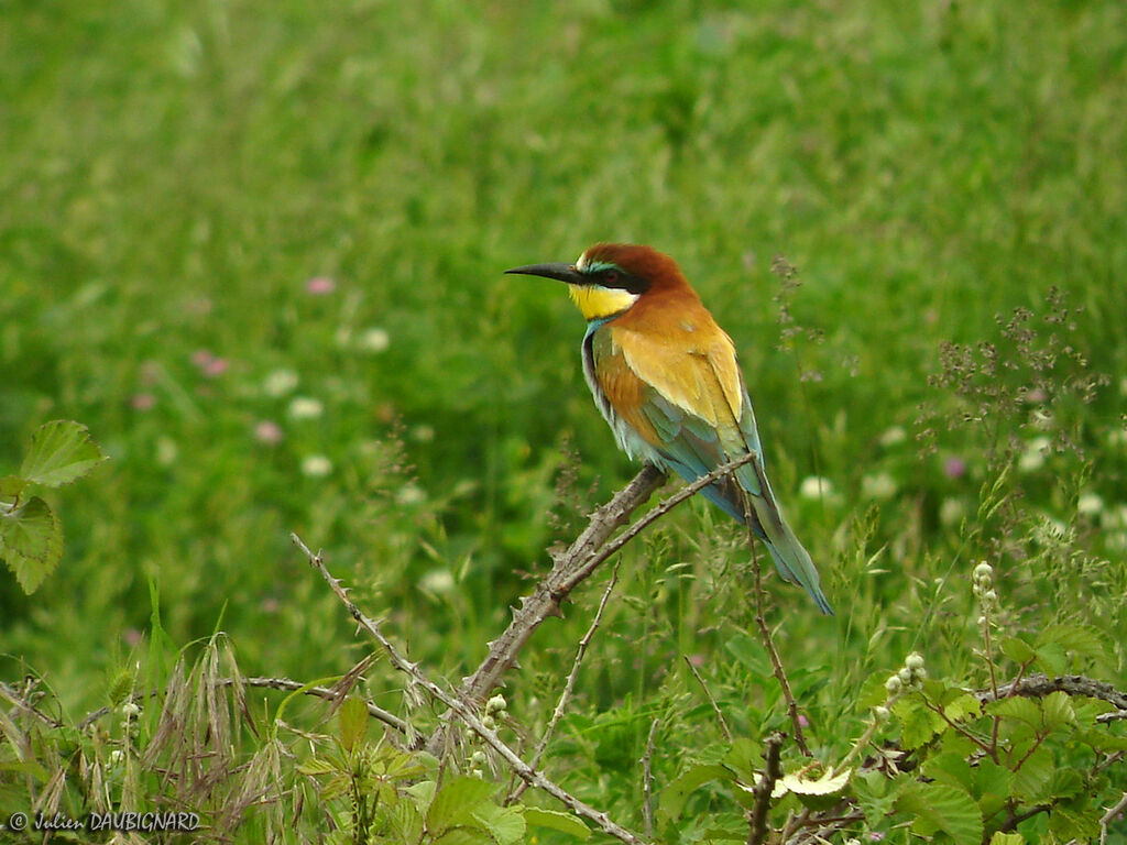 Guêpier d'Europe, identification