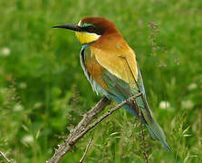 European Bee-eater