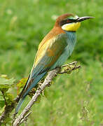 European Bee-eater