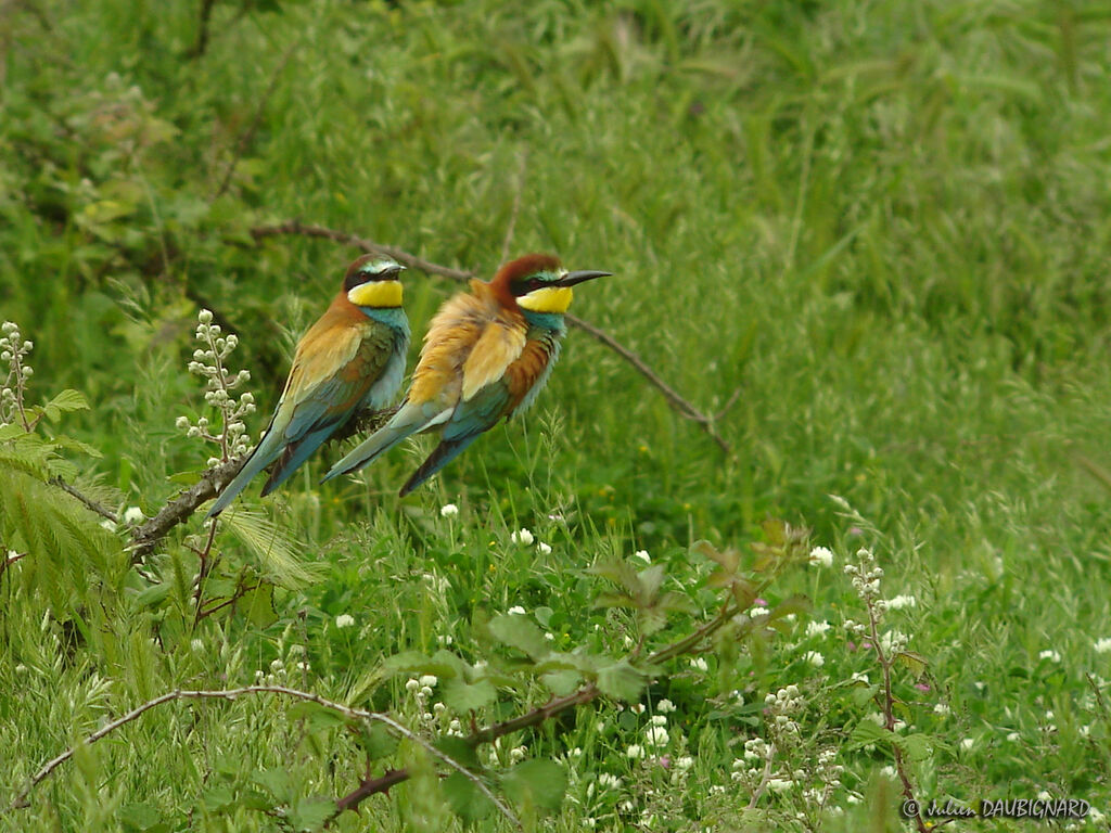 European Bee-eater, identification