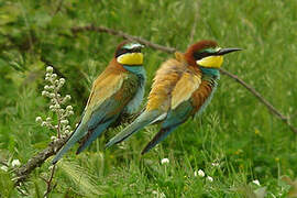 European Bee-eater