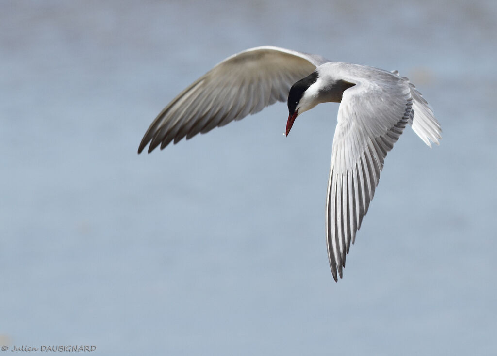 Whiskered Ternadult, Flight