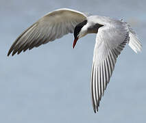 Whiskered Tern