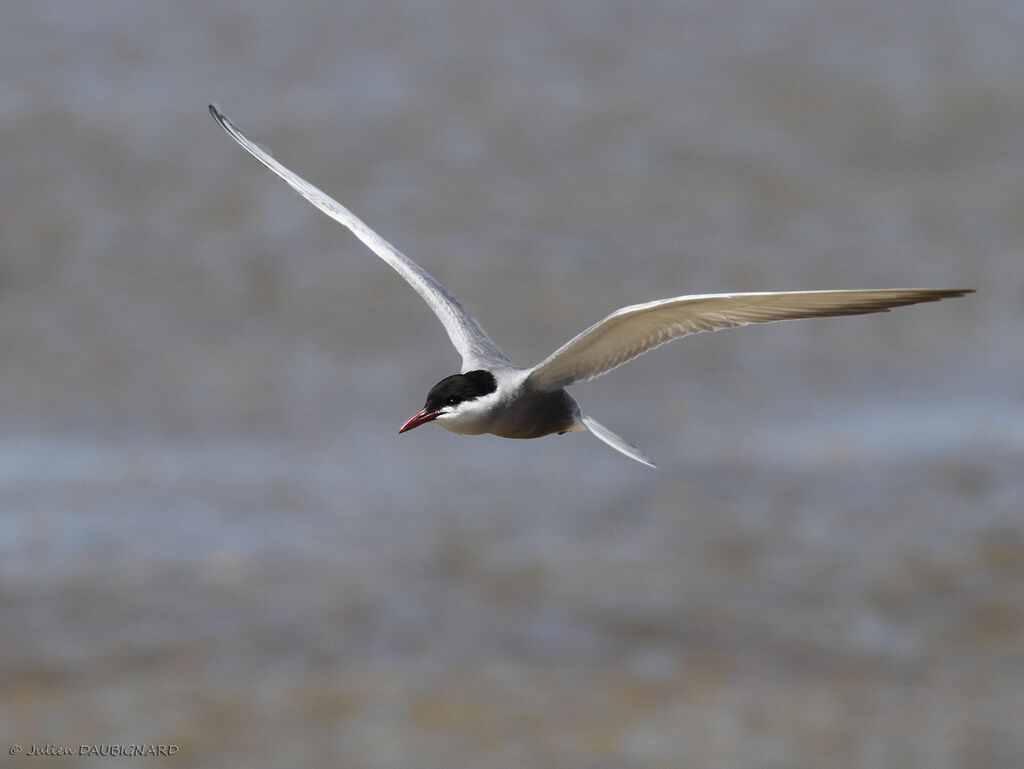 Whiskered Ternadult, Flight