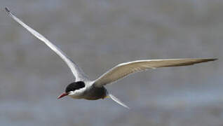 Whiskered Tern